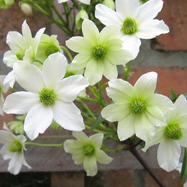 Clematis botaniczny Early Sensation P9/C1 - obrazek 2