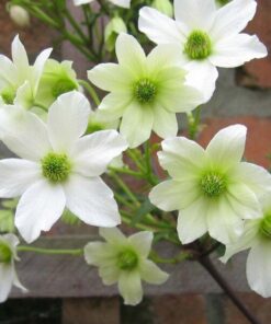 Alternative view of Clematis botaniczny Early Sensation poj. 4L