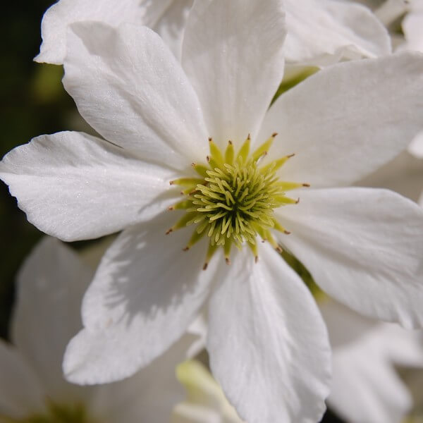 Clematis botaniczny Early Sensation poj. 2L - obrazek 2