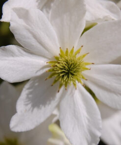 Clematis botaniczny Early Sensation poj. 4L