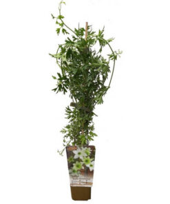 Clematis botaniczny Early Sensation P9/C1 - obrazek 4