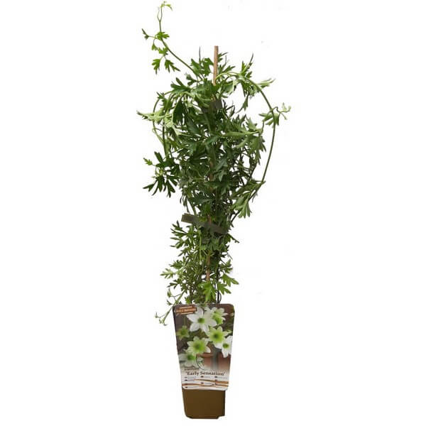 Clematis botaniczny Early Sensation poj. 4L - obrazek 4