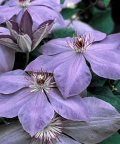 Alternative view of Clematis Elsa Spath poj. P9/C1