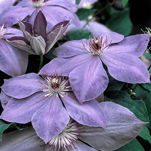 Clematis Elsa Spath poj. P9/C1 - obrazek 2