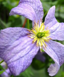 Clematis Emilia Plater (viticella) poj. 2l