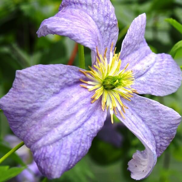 Clematis Emilia Plater (viticella) poj, 4l