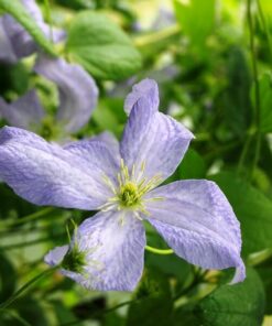 Clematis Emilia Plater (viticella) poj, 4l - obrazek 5