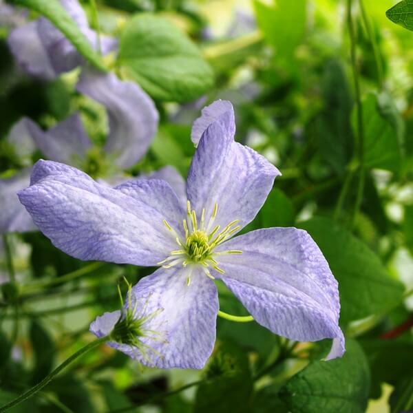 Clematis Emilia Plater (viticella) poj, 4l - obrazek 5