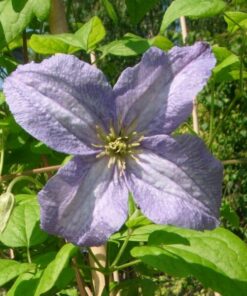 Clematis Emilia Plater (viticella) poj, 4l - obrazek 4