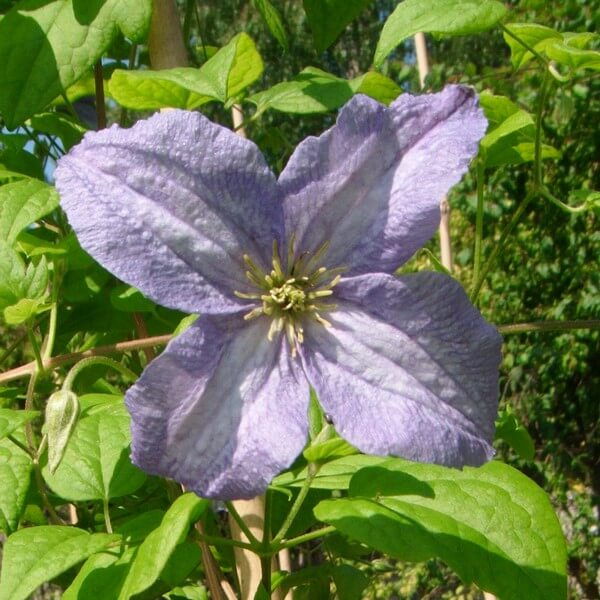 Clematis Emilia Plater (viticella) poj, 4l - obrazek 4