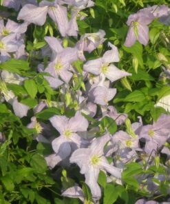 Clematis Emilia Plater (viticella) poj. 2l - obrazek 3