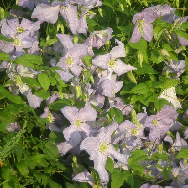 Clematis Emilia Plater (viticella) poj, 4l - obrazek 3