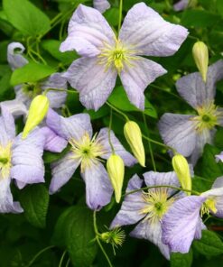 Alternative view of Clematis Emilia Plater (viticella) poj, 4l