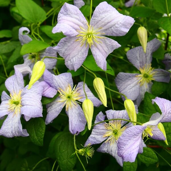 Clematis Emilia Plater (viticella) poj, 4l - obrazek 2