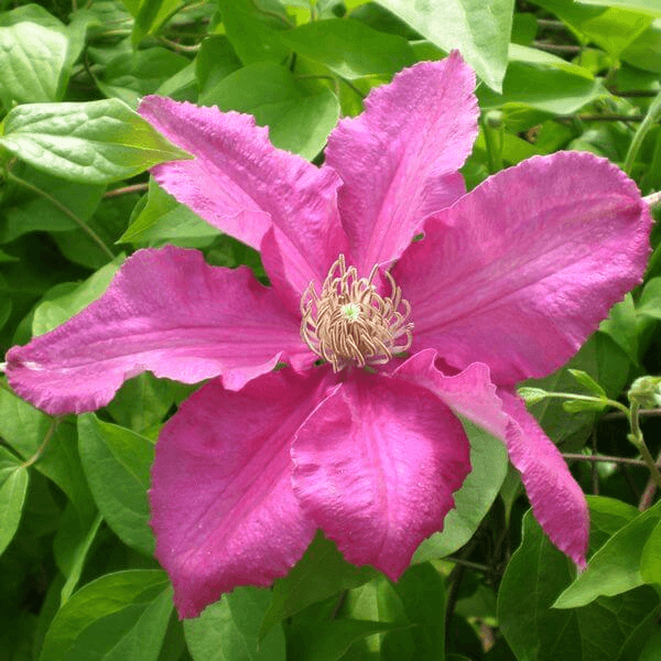 Clematis 'Ernest Markham' (wielkokwiatowy) poj, 4L - obrazek 2