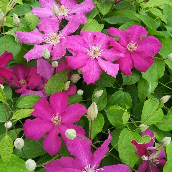 Clematis 'Ernest Markham' (wielkokwiatowy) P9/C1 - obrazek 2