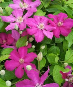 Clematis 'Ernest Markham' (wielkokwiatowy) poj, 4L - obrazek 3