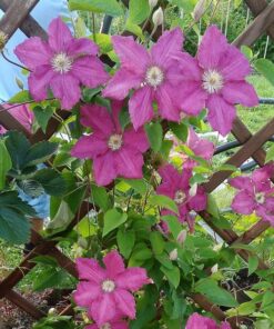 Clematis 'Ernest Markham' (wielkokwiatowy) poj. 2L - obrazek 4
