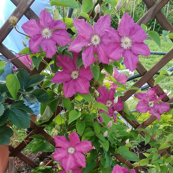 Clematis 'Ernest Markham' (wielkokwiatowy) poj. 2L - obrazek 4