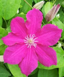 Clematis 'Ernest Markham' (wielkokwiatowy) poj. 2L - obrazek 3
