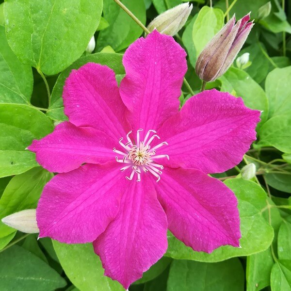 Clematis 'Ernest Markham' (wielkokwiatowy) poj. 2L - obrazek 3