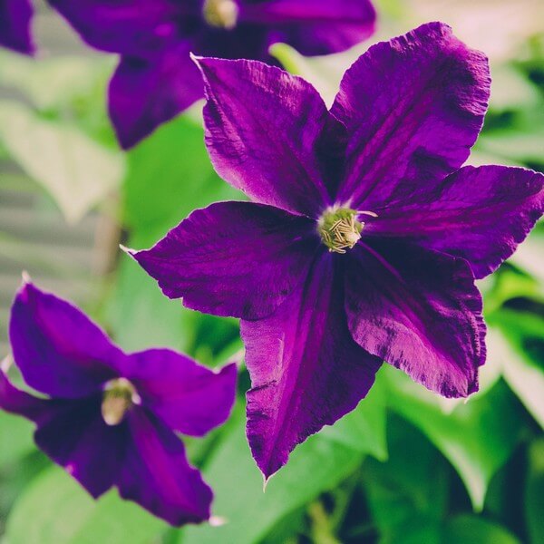 Clematis 'Etoile Violette' P9/C1 - obrazek 3