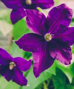 Clematis 'Etoile Violette' poj, 4L - obrazek 3