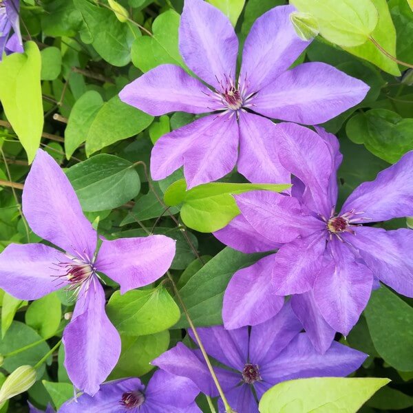 Clematis Generał Sikorski (wielkokwiatowy) poj. 4L - obrazek 2