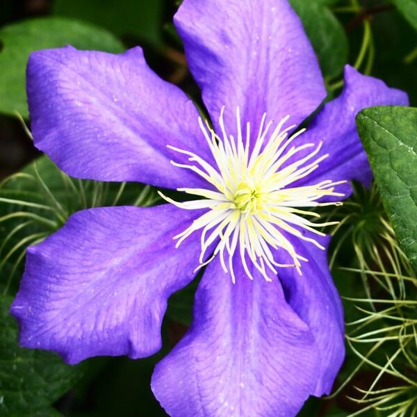 Clematis Generał Sikorski (wielkokwiatowy) poj. 4L - obrazek 3