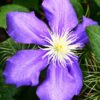 Clematis Generał Sikorski (wielkokwiatowy) P9/C1