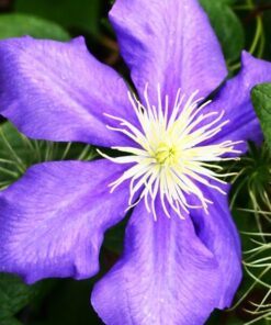 Clematis Generał Sikorski (wielkokwiatowy) P9/C1