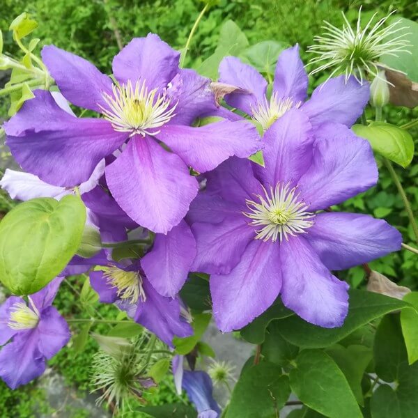 Clematis Generał Sikorski (wielkokwiatowy) poj. 2L