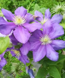 Clematis Generał Sikorski (wielkokwiatowy) P9/C1 - obrazek 3