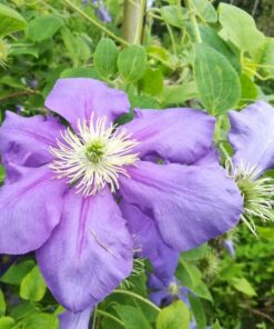 Clematis Generał Sikorski (wielkokwiatowy) poj. 2L - obrazek 4