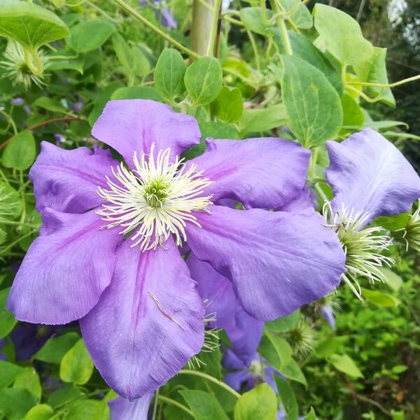 Clematis Generał Sikorski (wielkokwiatowy) poj. 2L - obrazek 4