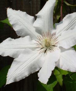 Clematis Gladys Picard poj, 4L - obrazek 4