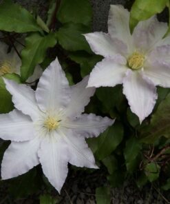 Clematis Gladys Picard poj, 4L - obrazek 3