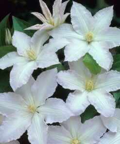 Clematis Gladys Picard poj, 2L - obrazek 3