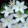 Clematis Gladys Picard poj, 4L