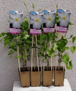 Alternative view of Clematis Gladys Picard poj, 4L