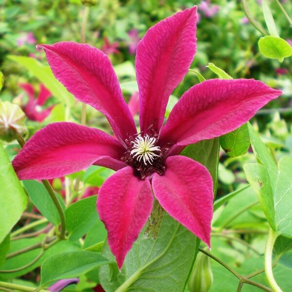 Clematis Gravetye Beauty (botaniczny) poj. 2L - obrazek 4