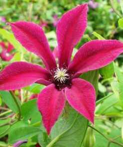 Clematis Gravetye Beauty (botaniczny) poj, 4L - obrazek 4