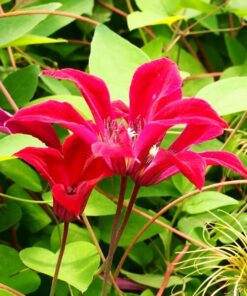 Clematis Gravetye Beauty (botaniczny) poj. 2L