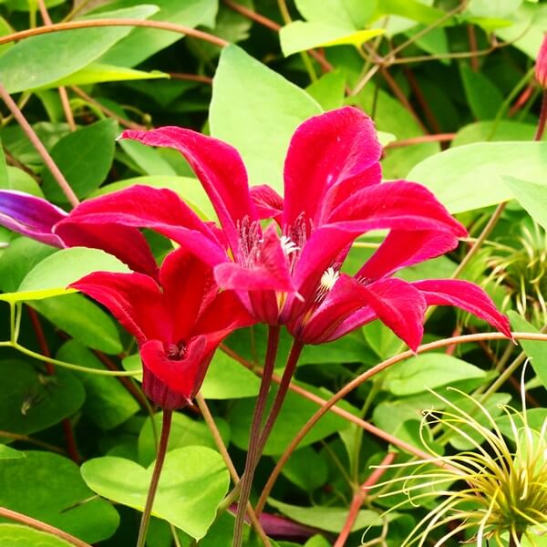 Clematis Gravetye Beauty (botaniczny) poj. 2L