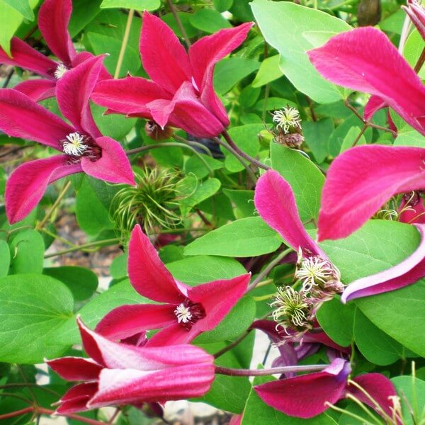 Clematis Gravetye Beauty (botaniczny) poj. 2L - obrazek 3