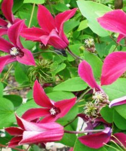 Clematis Gravetye Beauty (botaniczny) poj, 4L - obrazek 3