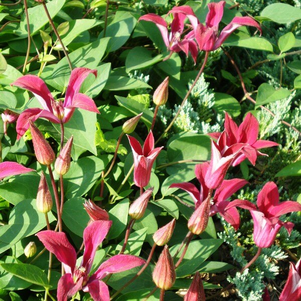 Clematis Gravetye Beauty (botaniczny) P9/C1 - obrazek 2