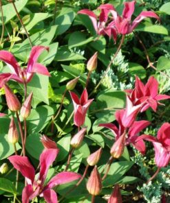 Alternative view of Clematis Gravetye Beauty (botaniczny) poj, 4L