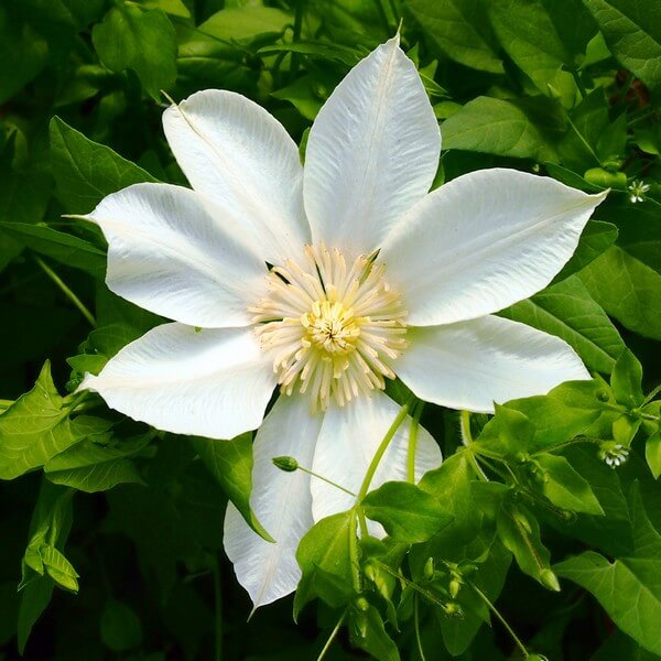 Clematis Guernsey Cream poj, 4L - obrazek 6