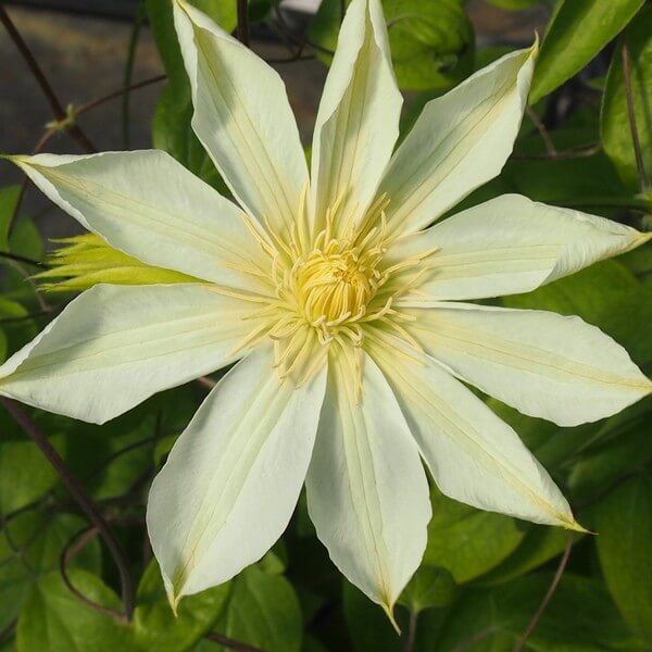 Clematis Guernsey Cream poj, 4L - obrazek 5
